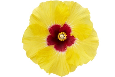 Hibiscus Boreas Yellow Variety Thumbnail.jpg